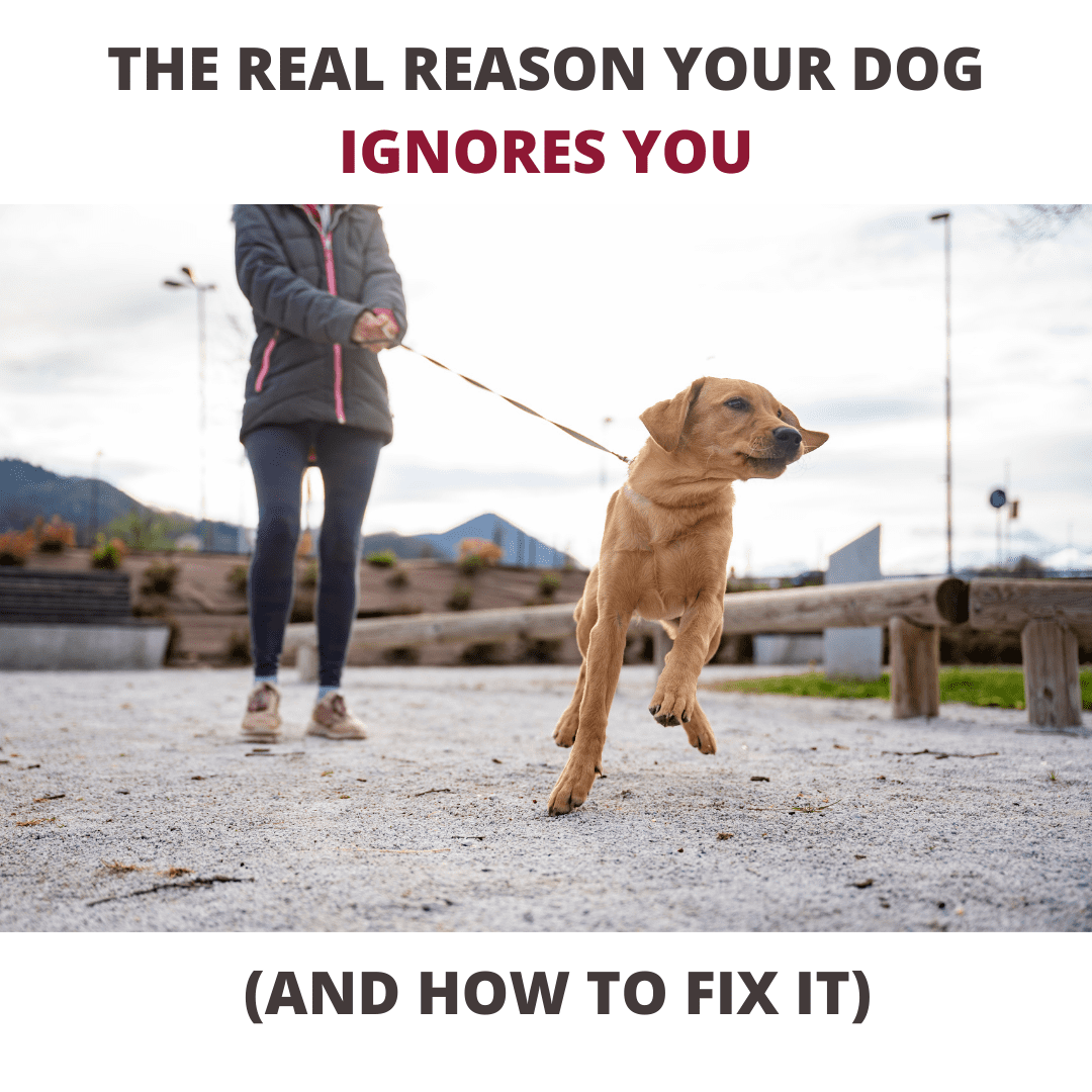 K9 Training Institute